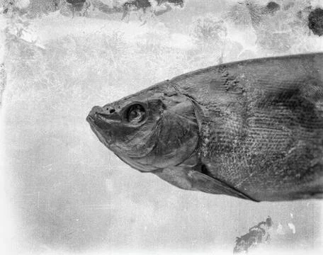 Dried Fish. Foto stock