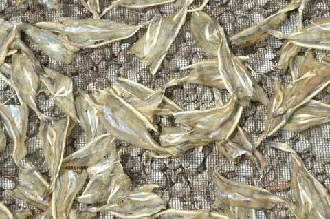 Dried fish Fotos Stock