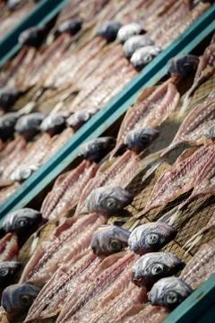 Dried Fish 库存照片