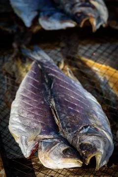 Dried Fish Stock Photos