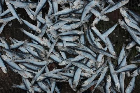 Dried fish Stock Photos