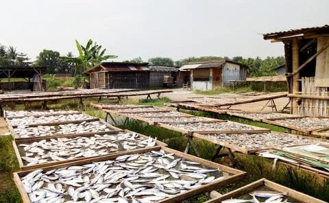Dried fish Stock Photos