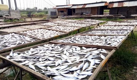 Dried fish Stock Photos