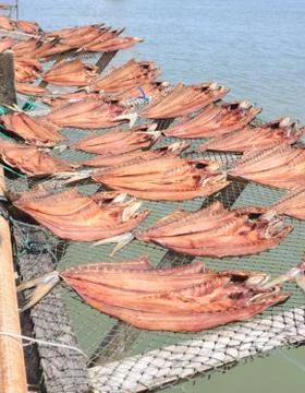 Dried fish placed in a rack bamboo tray on sun day light with sea view, for s Stock Photos