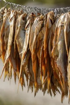 Dried fish on a rope 写真素材