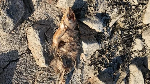 Dried fish skeleton lying on cracked parched earth during a severe drought Stockbeeldmateriaal 345690748