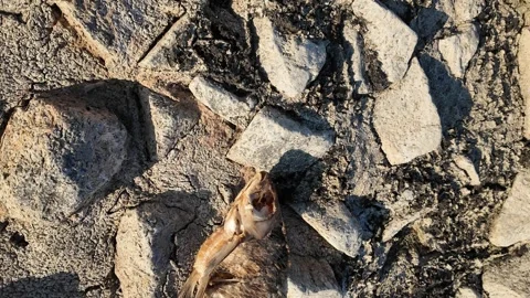 Dried fish skeleton lying on cracked parched earth in a severe drought environme Stock Footage 345691267