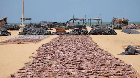 Dried fish in Sri Lanka Stock Footage 175871640