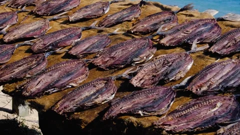 Dried fish in the sun drying in traditional food preservation method on south Stock Footage 336189644