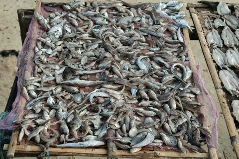 Dried fish in the sun Foto stock