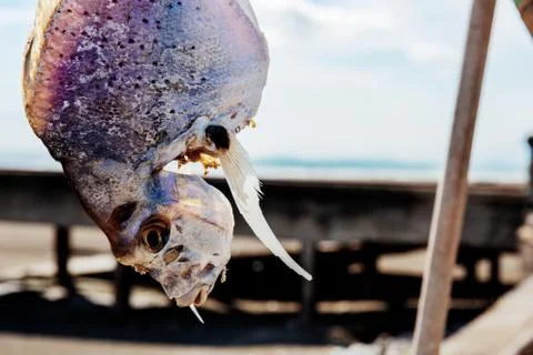 Dried fish with sunlight. Stock Photos