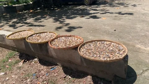 Dried fish under the sun Stock Footage 232828788