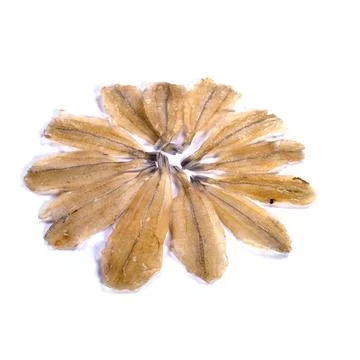Dried fish on a white background 库存照片