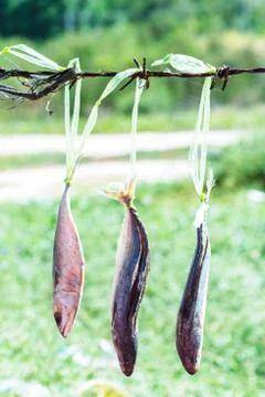 Dried fishs hanging Stock Photos