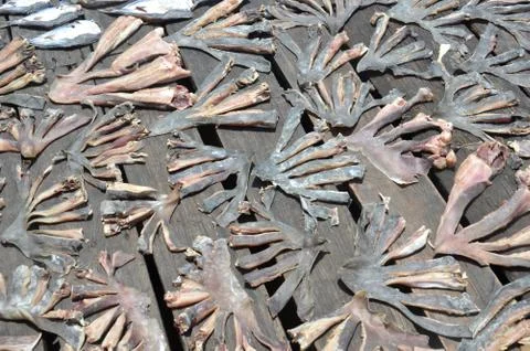 Dried fishs Stock Photos