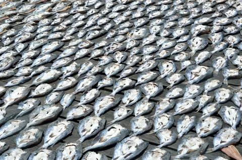 Dried fishs 스톡 사진