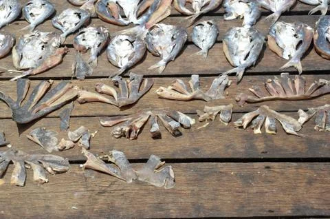 Dried fishs 写真素材