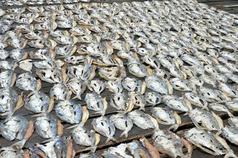 Dried fishs Fotos de archivo