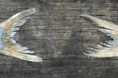 Dried fishs Stock Photos