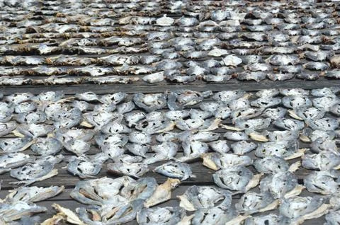 Dried fishs Stock Photos