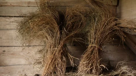 Dried flax bundles in rustic interior Stock Footage 333707349