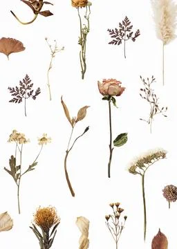 Dried flower and leaf patterned background Stock Photos