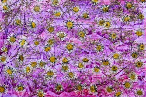 Dried flower background Stock Photos