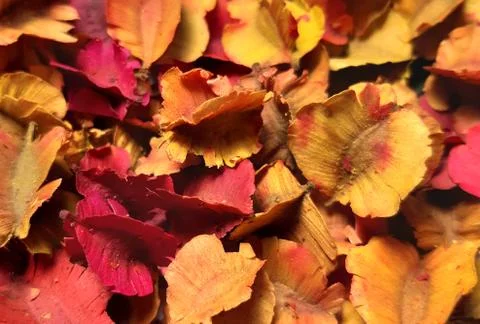 Dried flower background 写真素材