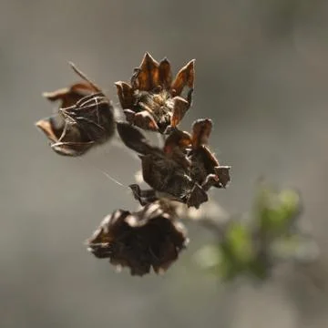 Dried Flower Bloom Stock Photos