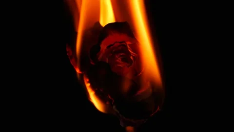 Dried flower burns on a black background Stock Footage 237798513
