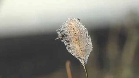 Dried Flower with Cobweb and Dew Drops at Misty Sunrise — Cinematic Macro Stock Footage 335062277