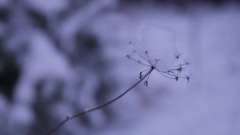 A dried flower is covered with snow Stock Footage 326069784