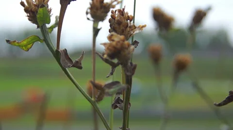 A dried flower Video stock 42127589