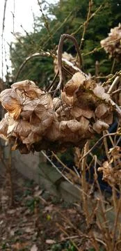 Dried flower in the forest Stock Photos