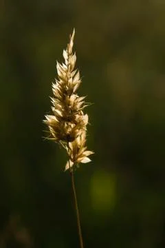 Dried flower of grass Stock Photos