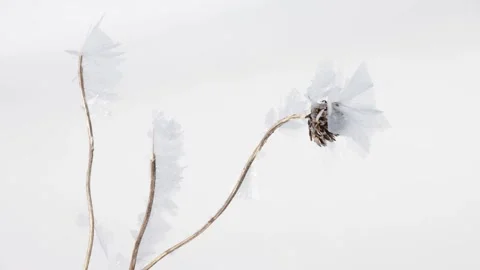 Dried flower head surrounded by petals of ice Stock Footage 303251931