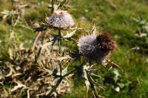 Dried flower head Thistle with sharp prickles. On the mountain Bjelasnica. Stock Photos