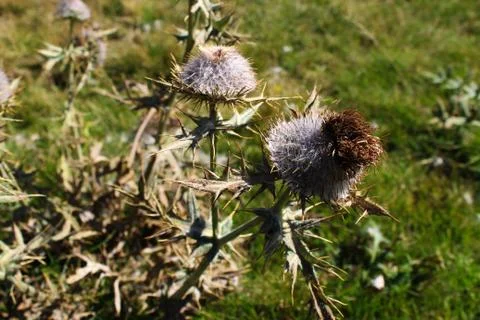 Dried flower heads of Thistle with sharp prickles in autumn. Stock Photos
