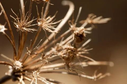 Dried Flower Macro Stock Photos