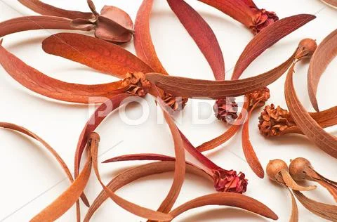 Dried flower Stock Photos