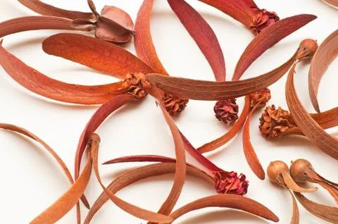 Dried flower Stock Photos