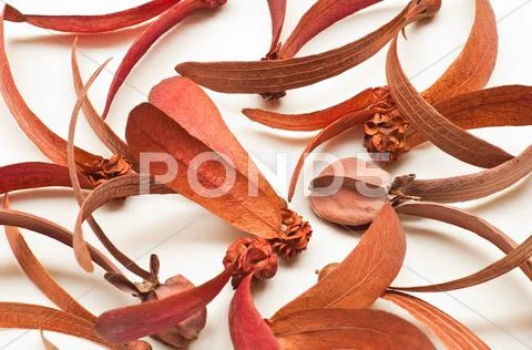 Dried flower Stock Photos