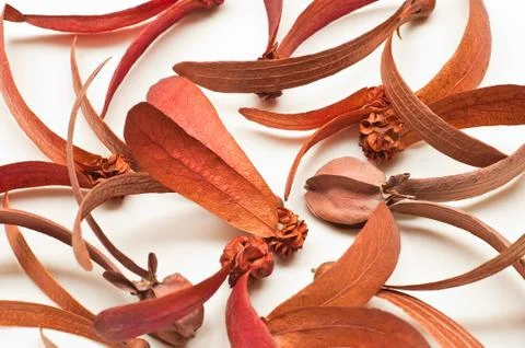 Dried flower 스톡 사진