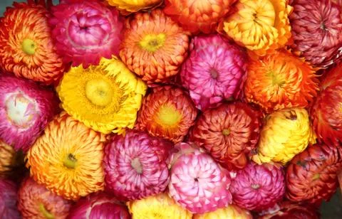 Dried flower Stock Photos