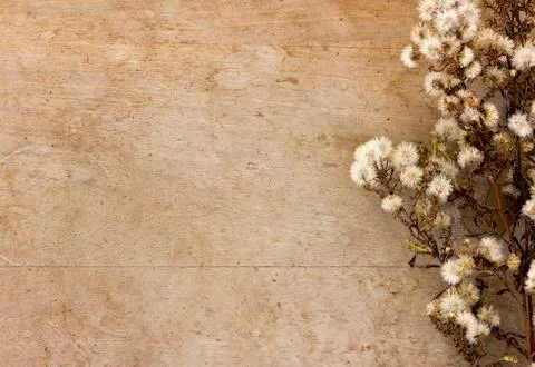 Dried flower Stock Photos