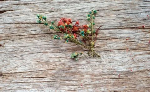 Dried flower Stock Photos