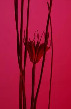 Dried Flower Photos