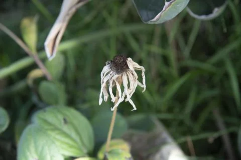 Dried flower Stock Photos