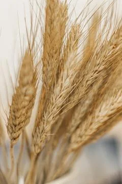 Dried flower Foto stock