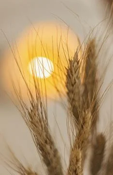 Dried flower Foto stock